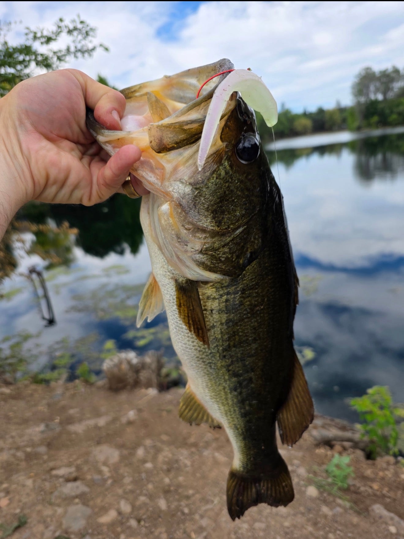 5" Soft Jerk Baits - 8 Count